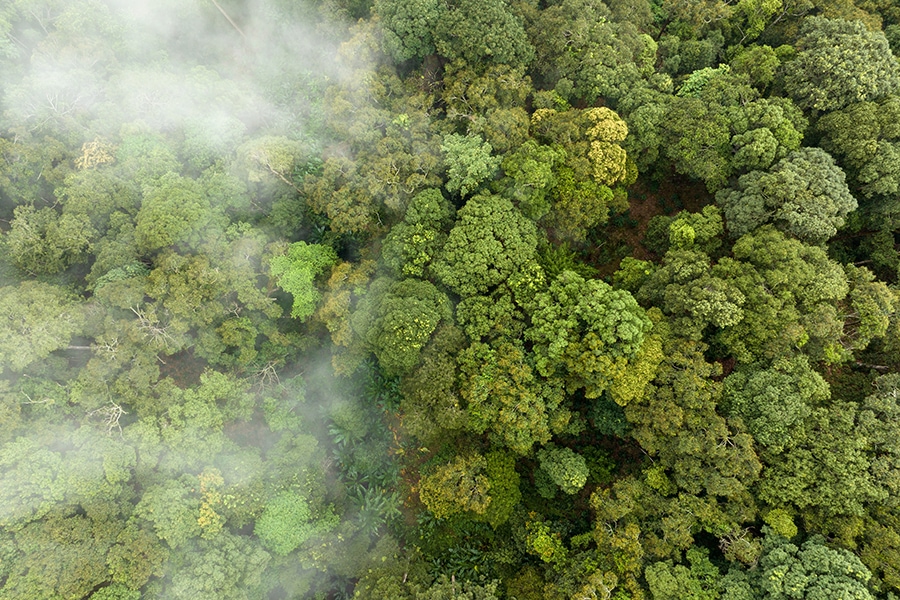 image of a tropical forest with co2 clouds forming over it
